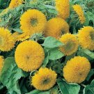 Sunflower Teddy Bear Annual Sungold Dwarf Flower Vegetable Non Gmo 50 Seeds for Garden Planting