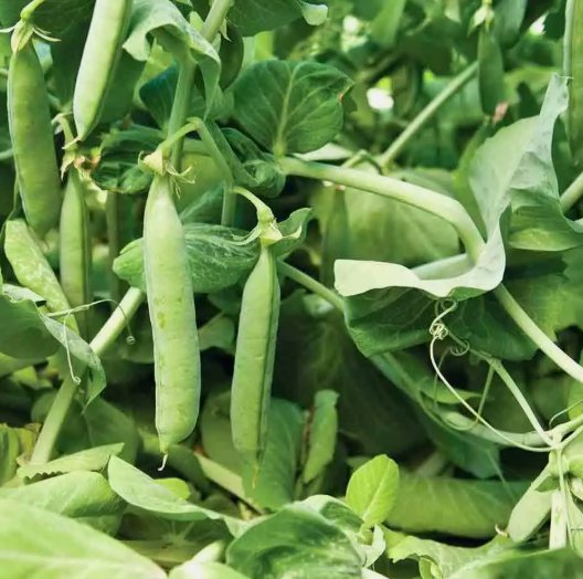 Mammoth Melting Pea Organic Sugar Snow Pod Vegetable Heirloom Non Gmo 25 Seeds for Garden Planting