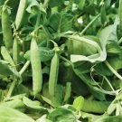 Mammoth Melting Pea Organic Sugar Snow Pod Vegetable Heirloom Non Gmo 25 Seeds for Garden Planting