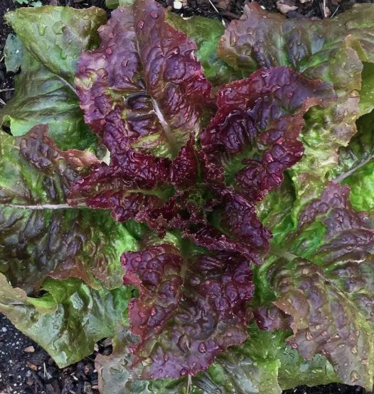 Prizehead Lettuce Vegetable Salad Vegetable Heirloom Non Gmo 600 Seeds for Garden Planting