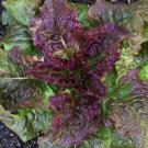 Prizehead Lettuce Vegetable Salad Vegetable Heirloom Non Gmo 600 Seeds for Garden Planting