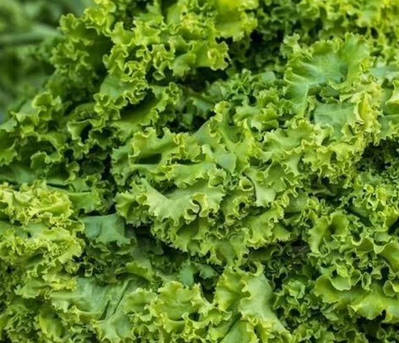 Old Fashioned Mustard Greens Vegetable Heirloom Non Gmo 600 Seeds for Garden Planting