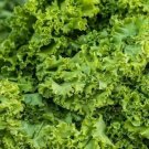 Old Fashioned Mustard Greens Vegetable Heirloom Non Gmo 600 Seeds for Garden Planting Old Fashioned Mustard Greens Vegetable Heirloom Non Gmo 600 Seeds for Garden Planting