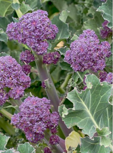 Purple Broccoli Early Purple Sprouting Vegetable Heirloom Non Gmo 600 Seeds for Garden Planting