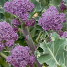 Purple Broccoli Early Purple Sprouting Vegetable Heirloom Non Gmo 600 Seeds for Garden Planting