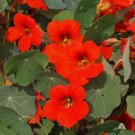 Nasturtium Seeds Empress Of India Dwarf Flower Heirloom Non Gmo 30 Seeds for Garden Planting