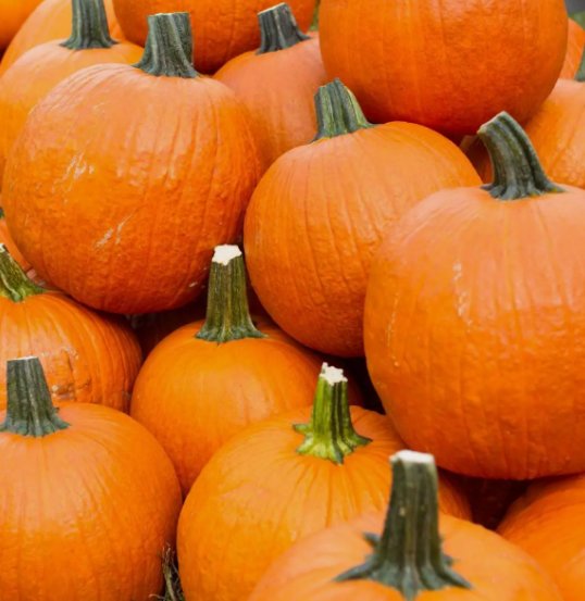 Spookie Pumpkin Vegetable Heirloom Non Gmo 15 Seeds for Garden Planting