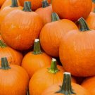 Spookie Pumpkin Vegetable Heirloom Non Gmo 15 Seeds for Garden Planting