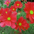 Cosmos Dazzler Red Flower Vegetable Heirloom Non Gmo 100 Seeds for Garden Planting Cosmos Dazzler Red Flower Vegetable Heirloom Non Gmo 100 Seeds for Garden Planting