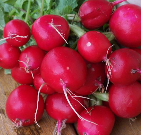 Champion Radish Vegetable Heirloom Non Gmo 250 Seeds for Garden Planting