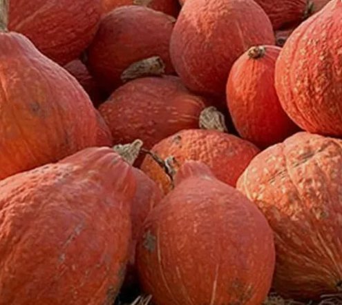 Squash Golden Hubbard Winter Vegetable Heirloom Non Gmo 15 Seeds for Garden Planting
