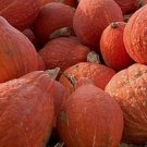 Squash Golden Hubbard Winter Vegetable Heirloom Non Gmo 15 Seeds for Garden Planting