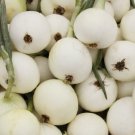 Onion White Spanish Sweet Mild Vegetable Heirloom Non Gmo 250 Seeds for Garden Planting