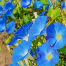 Morning Glory Heavenly Blue Flower Vegetable Heirloom Non Gmo 30 Seeds for Garden Planting