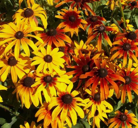 Gloriosa Daisy Flower Vegetable Heirloom Non Gmo 300 Seeds for Garden Planting