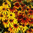 Gloriosa Daisy Flower Vegetable Heirloom Non Gmo 300 Seeds for Garden Planting