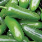 Jalapeno M Pepper Vegetable Heirloom Non Gmo 100 Seeds for Garden Planting