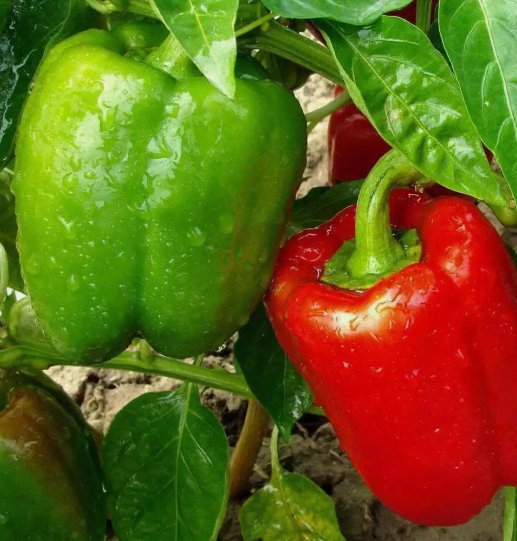 California Wonder Bell Pepper Sweet Vegetable Heirloom Non Gmo 100 Seeds for Garden Planting