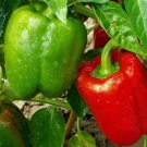 California Wonder Bell Pepper Sweet Vegetable Heirloom Non Gmo 100 Seeds for Garden Planting