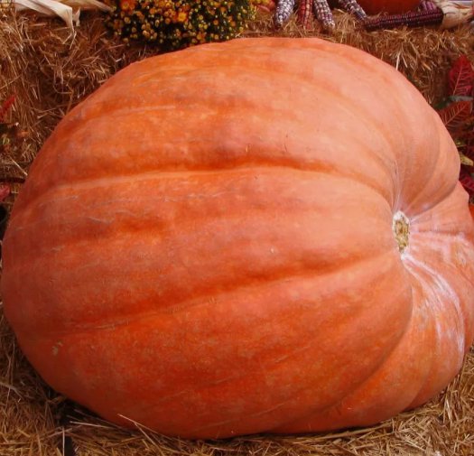 Atlantic Giant Pumpkin DillS World Record Vegetable Heirloom Non Gmo 5 Seeds for Garden Planting