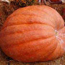 Atlantic Giant Pumpkin DillS World Record Vegetable Heirloom Non Gmo 5 Seeds for Garden Planting