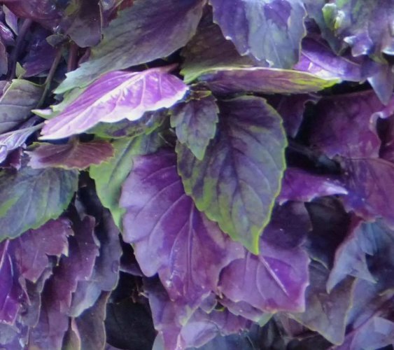 Dark Opal Purple Basil Herb Culinary Cooking Heirloom Non Gmo 200 Seeds for Garden Planting