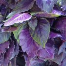 Dark Opal Purple Basil Herb Culinary Cooking Heirloom Non Gmo 200 Seeds for Garden Planting