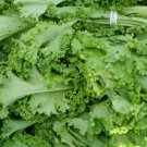Tendergreen Mustard Komatsuna Heirloom Non Gmo 500 Seeds for Garden Planting