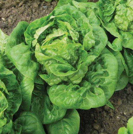 Little Gem Lettuce Mini Romaine Vegetable Heirloom Non Gmo 600 Seeds for Garden Planting