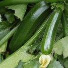 Dark Green Zucchini Squash Vegetable Heirloom Non Gmo 25 Seeds for Garden Planting