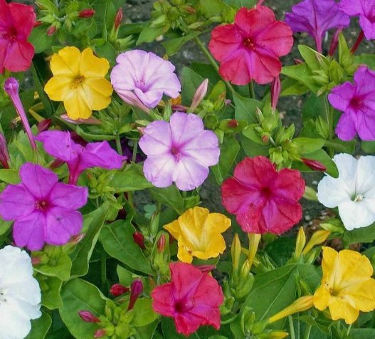 Four O' Clock Marvel Of Peru Formula Mix Flower Heirloom Non Gmo 50 Seeds for Garden Planting