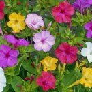 Four O' Clock Marvel Of Peru Formula Mix Flower Heirloom Non Gmo 50 Seeds for Garden Planting