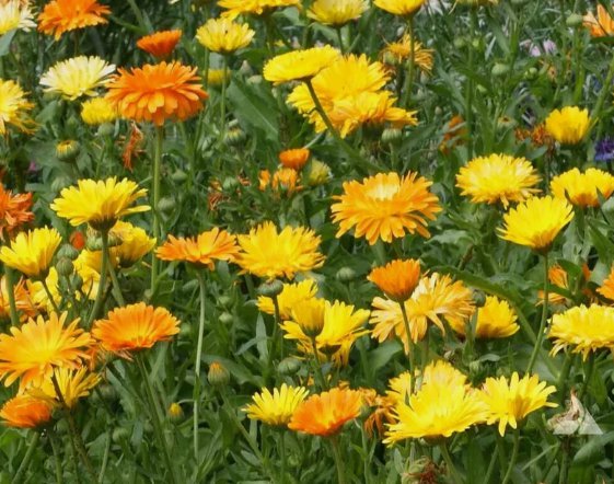 Calendula Pacific Beauty Mix Flower Vegetable Heirloom Non Gmo 150 Seeds for Garden Planting