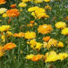 Calendula Pacific Beauty Mix Flower Vegetable Heirloom Non Gmo 150 Seeds for Garden Planting