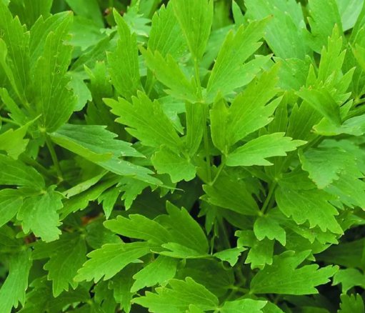 Lovage Common Herb Vegetable Heirloom Non Gmo 250 Seeds for Garden Planting