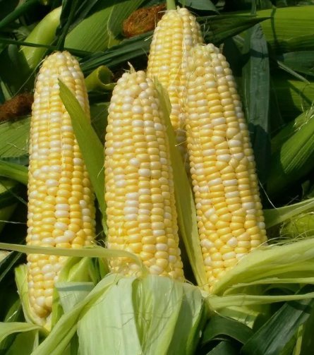Peaches And Cream Corn Sweet Vegetable Heirloom Non Gmo 25 Seeds for Garden Planting