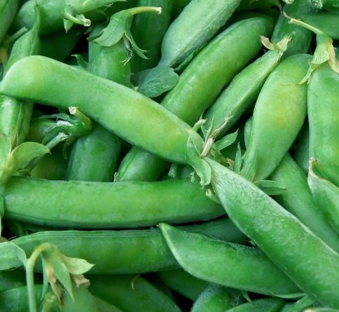 Sugar Snap Pea Pod Peas Vegetable Heirloom Non Gmo 25 Seeds for Garden Planting