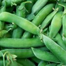 Sugar Snap Pea Pod Peas Vegetable Heirloom Non Gmo 25 Seeds for Garden Planting