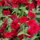 Phlox Red Drummond Flower Phlox Drummondii Fragrant Heirloom Non Gmo 100 Seeds for Garden Planting