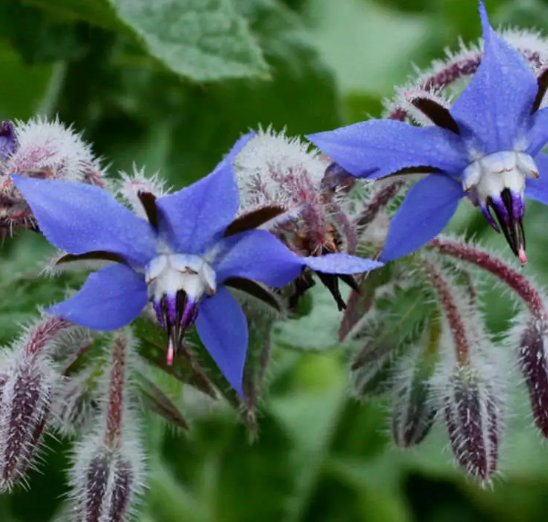 Borage Common Herb Flower Deer Resistant Heirloom Non Gmo 100 Seeds for Garden Planting