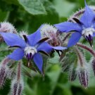 Borage Common Herb Flower Deer Resistant Heirloom Non Gmo 100 Seeds for Garden Planting