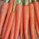 Imperator 58 Carrot Vegetable Heirloom Non Gmo 2000 Seeds for Garden Planting Imperator 58 Carrot Vegetable Heirloom Non Gmo 2000 Seeds for Garden Planting