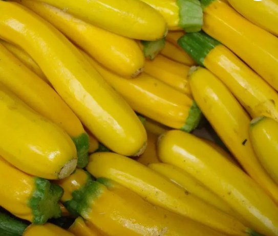 Squash Golden Zucchini  Summer Vegetable Heirloom Non Gmo 25 Seeds for Garden Planting