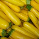 Squash Golden Zucchini  Summer Vegetable Heirloom Non Gmo 25 Seeds for Garden Planting