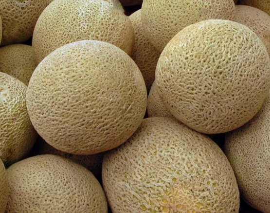 Honey Rock Cantaloupe Melon Fruit Heirloom Non Gmo 50 Seeds for Garden Planting