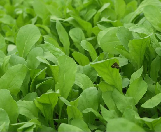 Arugula Roquette Rocket Herb Heirloom Non Gmo 1000 Seeds for Garden Planting