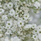 Baby's Breath Gypsophila Flower Heirloom Non Gmo  1000 Seeds for Garden Planting