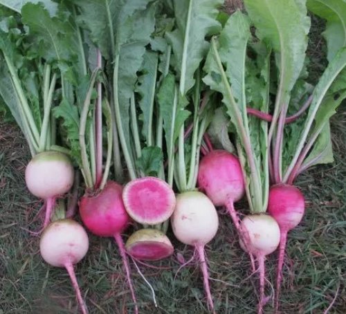 Watermelon Radish Vegetable Heirloom Non Gmo 200 Seeds for Garden Planting