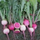 Watermelon Radish Vegetable Heirloom Non Gmo 200 Seeds for Garden Planting