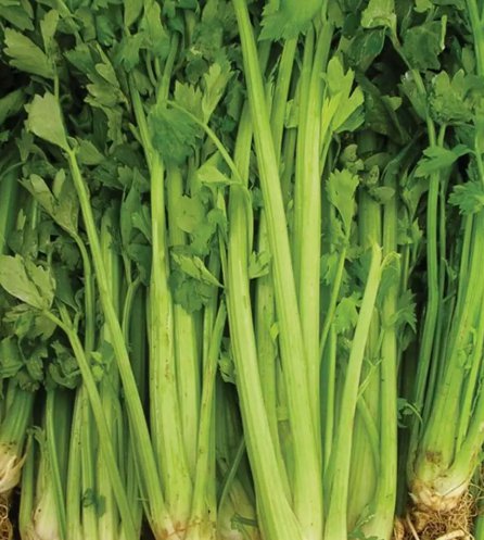 Celery Tall Utah Vegetable Heirloom Non Gmo 2000 Seeds for Garden Planting